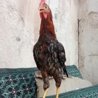 خروس محلی