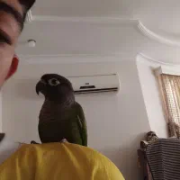 طوطی گرینچیک باهوش وآموزش دیده با جلیقه پرواز|پرنده|جویبار, |دیوار