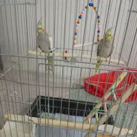 ۲تا عروس هلندی ها وحشی هستند