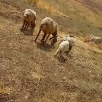 میش با بره