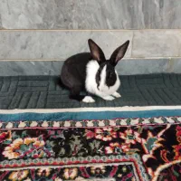 خرگوش|موش و خرگوش|آزادشهر, |دیوار