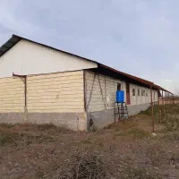 گاوداری با مجوز|فروش دفتر صنعتی، کشاورزی، تجاری|تولم شهر, |دیوار