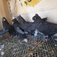 فروش فوری کبوتر بازی کن