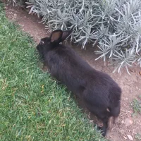 خرگوش سیاه رنگ|موش و خرگوش|دماوند, گیلاوند|دیوار