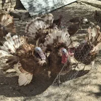 بوقلمون بربن رسمی