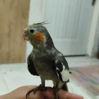 جوجه عروس هلندی|پرنده|رشت, کوی مهر|دیوار