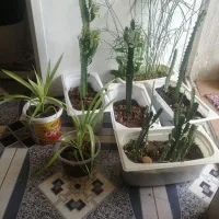 گل گندمی