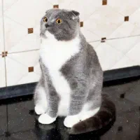 واگذاری گربه اسکاتیش بلو فولد نر عقیم نشده|گربه|کرج, شهرک بنفشه|دیوار