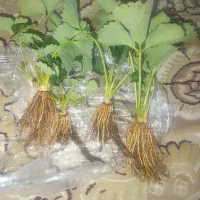 بوته توت فرنگی