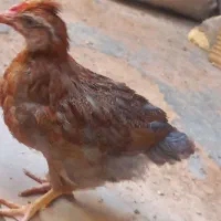 جوجه محلی