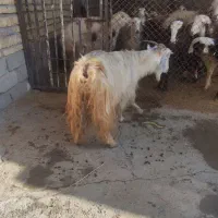 بزغاله|حیوانات مزرعه|الشتر, |دیوار