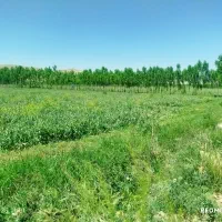 زمین-اجاره-ای-برای-کاشتن-سیر