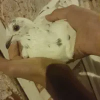 گور دمبی نر گرفتنی