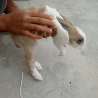 خرگوش