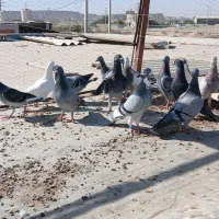 16تا پلاکی زرنگ