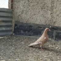 کبوتر ماده|پرنده|شیراز, گلکوب|دیوار