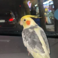 طوطی عروس نر سخنگو بسیار شیرین