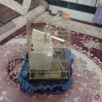 قفس