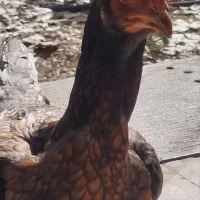 تخم مرغ لاری