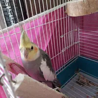 عروس هلندی