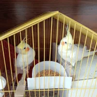 یک جفت عروس هلندی لوتینو چشم شرابی تخم گذار