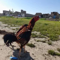 خورس لاری اصل ۳ ملیون