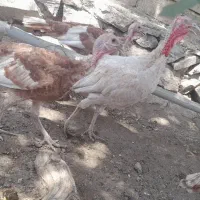 بوقلمون ۵ماه تایک سال|حیوانات مزرعه|بانه, |دیوار