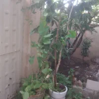 گل و گلدان