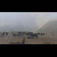 گاو وگوساله