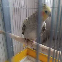 عروس هلندی|پرنده|رباط‌کریم, شترخوار|دیوار