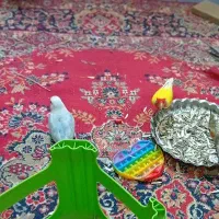 طوطی برزیلی جفت