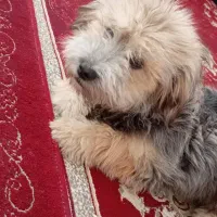 فروش سگ فانتزی|سگ|شیراز, فرودگاه شهید دستغیب شیراز|دیوار