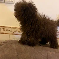 پودل نر وارداتی رنگ فوق خاص چاکلت