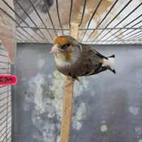 سهره قناری چونه سفید ابلغ وسینه سرخ قناری سوپری