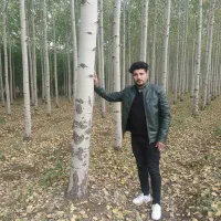 تجارت بزرگ با قرارداد نهال صنوبر و درآمد میلیاردی