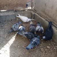 کبوتر آلمانی