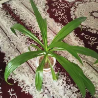 گل اشک ملکه نو وبسیار زیبا.|گل و گیاه طبیعی|ابریشم, |دیوار