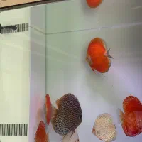 ۸عدد دیسکس های لول ۶اینچ