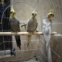 یک جفت مولد به همراه جوجه شش ماهه