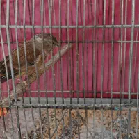 سهره|پرنده|مشهد, مقدم|دیوار