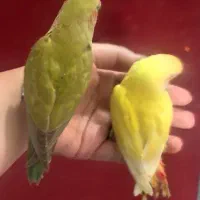 جفت نر و ماده طوطی برزیلی صورت هلویی فول دستی