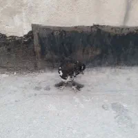 جوجه|حیوانات مزرعه|تهران, طرشت|دیوار