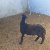 ماده تقلی افشار|حیوانات مزرعه|شاهرود, |دیوار