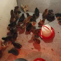 جوجه یک روزه تا یک ماهه|حیوانات مزرعه|شیراز, پودنک|دیوار