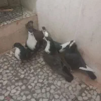 کبوتر جوانه