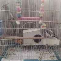 عروس هلندی|پرنده|تهران, کرمان|دیوار