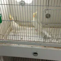 عروس هلندی مولد
