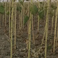 چوب پرچم