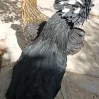مرغ سلطان لهستانی|حیوانات مزرعه|شیراز, پودنک|دیوار