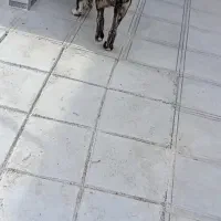 توله سگ دوماهه